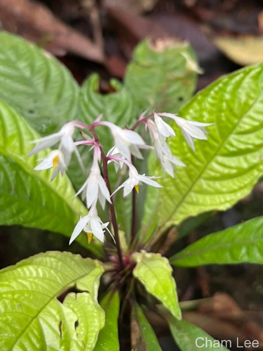 Neurocalyx gardneri Thwaites